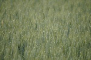 マッチングアプリ田舎で出会える素敵な恋の秘訣は？