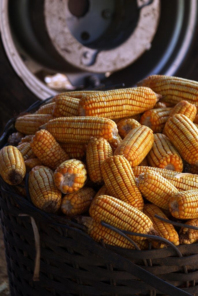 地方の熟年婚活向けマッチングアプリはどれがおすすめ？