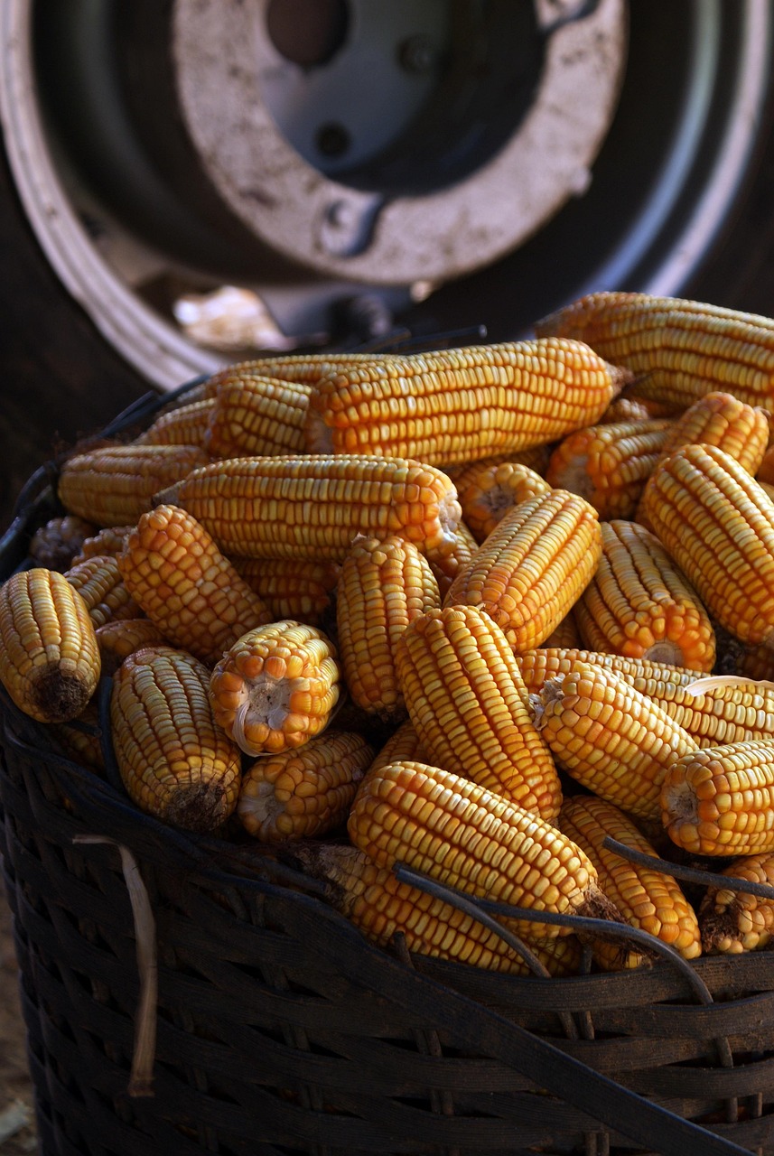 地方のマッチングアプリを使った農業婚活イベントの補完方法とは？