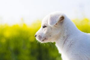 地方で自然好きな相手と出会うためのマッチングアプリは？