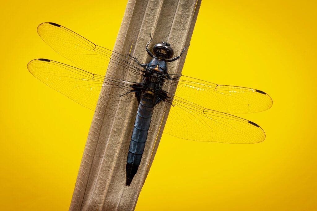 地方のマッチングアプリで初デートまでの片道何分が理想？