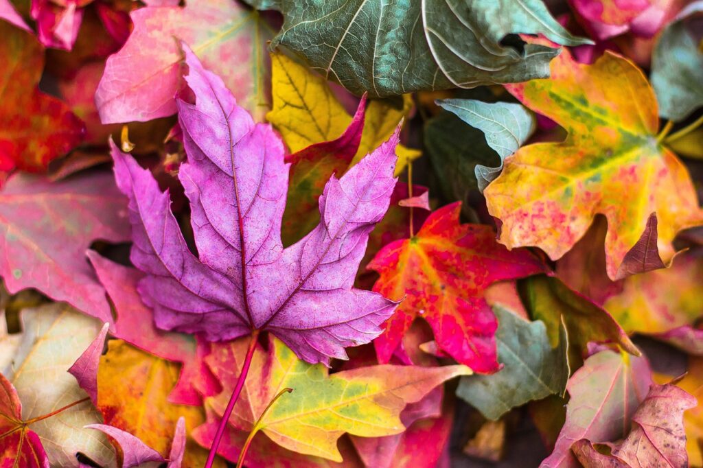 地方のマッチングアプリで紅葉スポット初デートはあり？